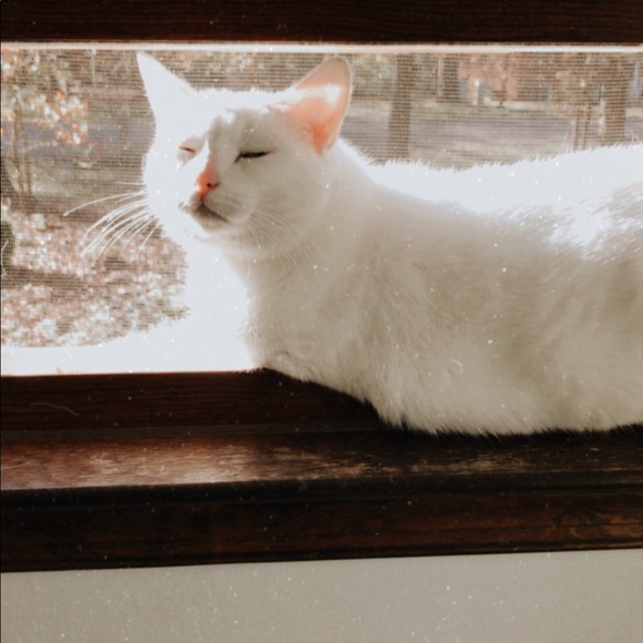 Meet your Posher, Jayne - Picture 1 of 1